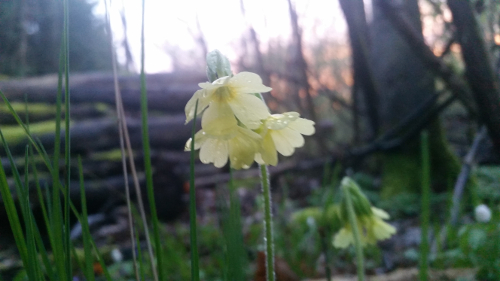 En dugv�d kodriveblomst i Dalby Skov i solnedgangen.